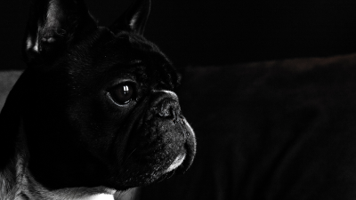 A black and white shot of Eric, the best little dude