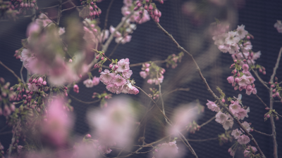 One of my annual cherry blossom shots