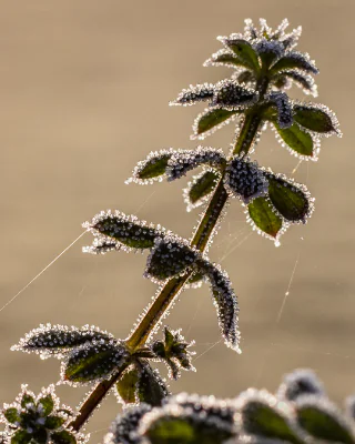Frost and cobwebs on a small plant