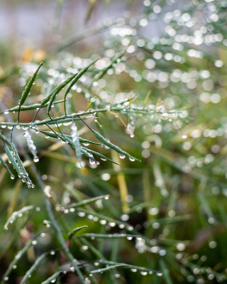 Morning dew drops on a plant, with a nice bokeh background